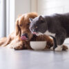 toxic food for dogs