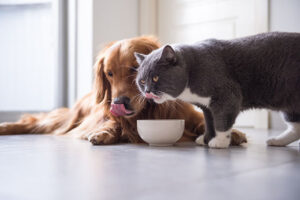 toxic food for dogs